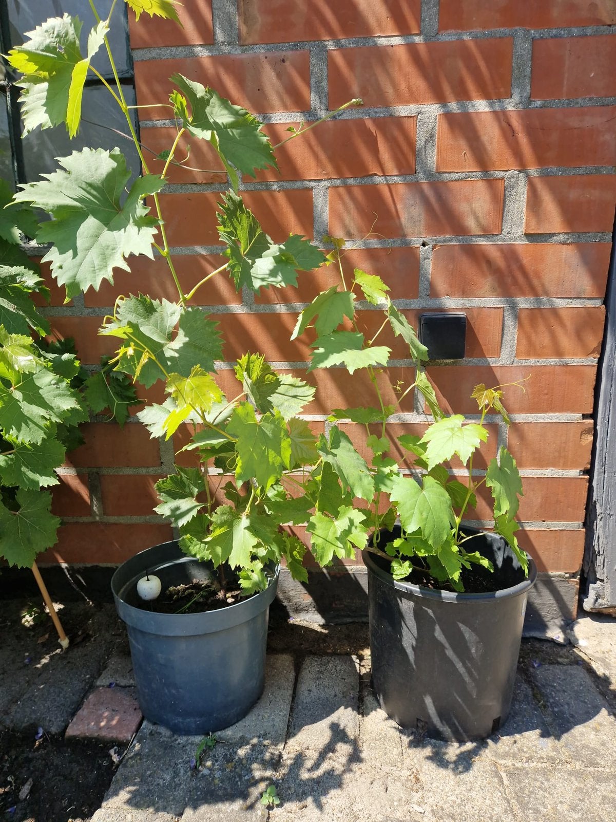 Druiven planten. Lees de beschrijving., Tuin en Terras, Ophalen