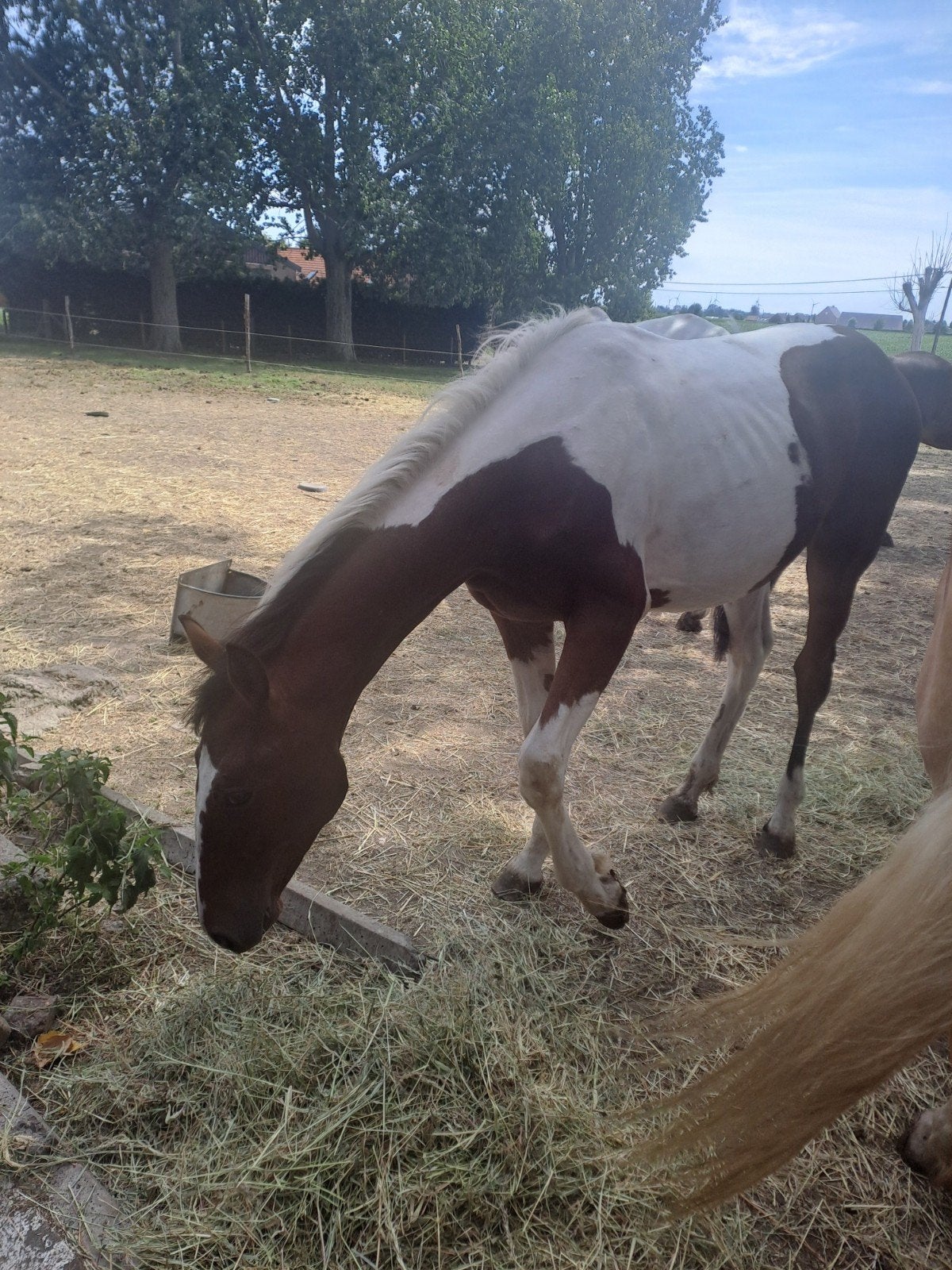 Pinto jaarling, Animaux & Accessoires, Chevaux, Jument, Moins de 160 cm, 0 à 2 ans, Avec puce électronique, Vermifugé, Vacciné