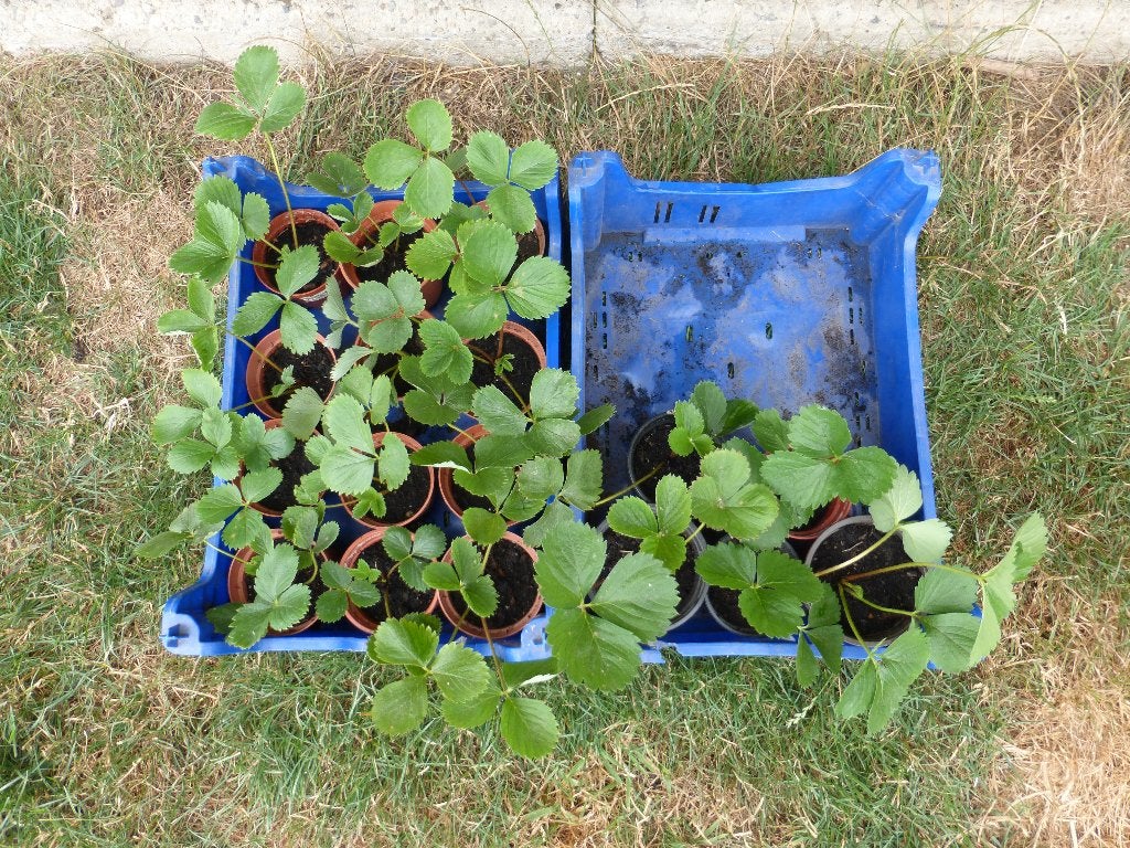 AARDBEIPLANTEN : KORONA, Tuin en Terras, Planten | Tuinplanten, Ophalen, Tweejarig, Halfschaduw, Fruitplanten