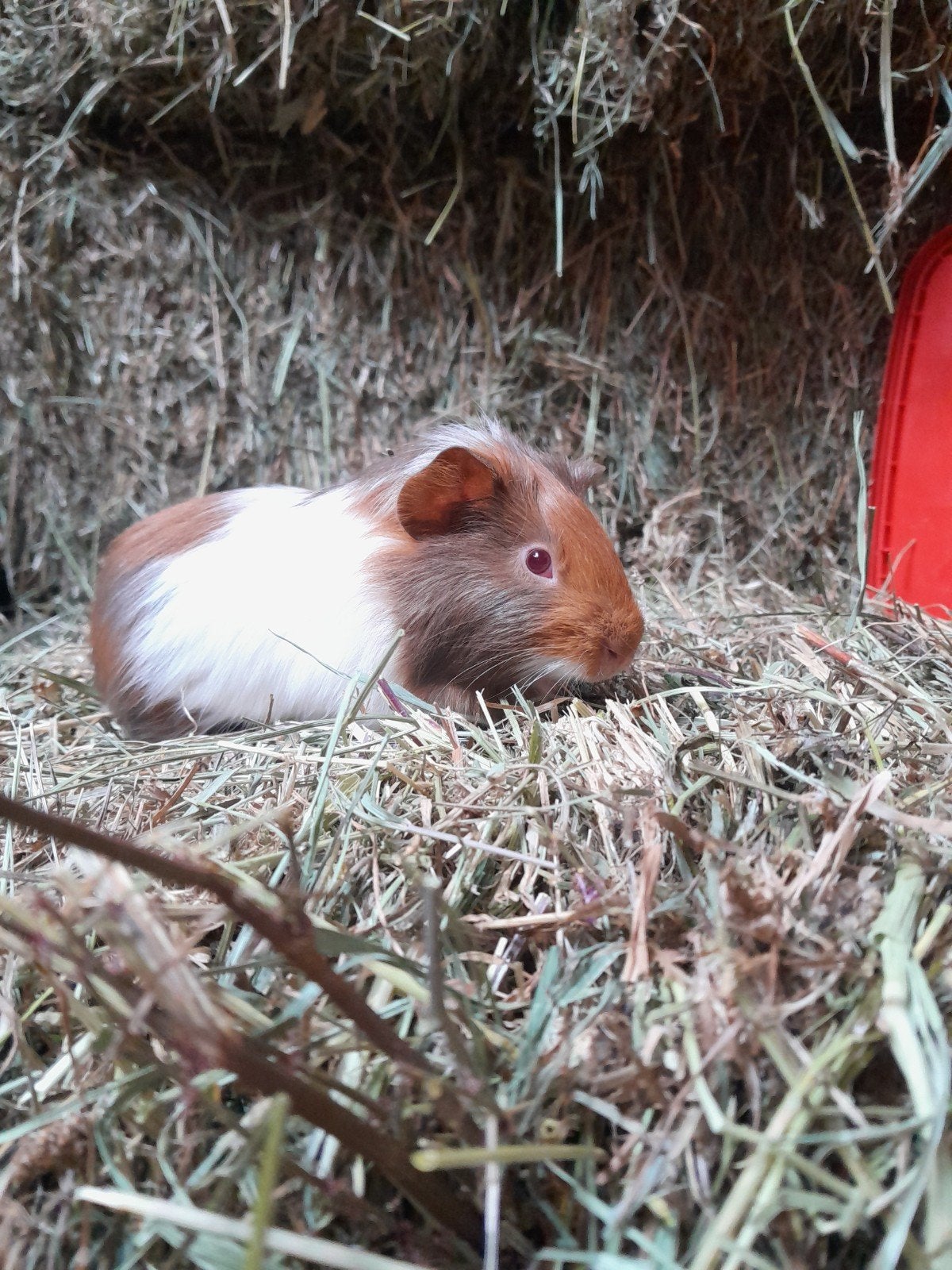 jonge cavia's beschikbaar, Dieren en Toebehoren, Cavia, Mannelijk, Juli, Tam