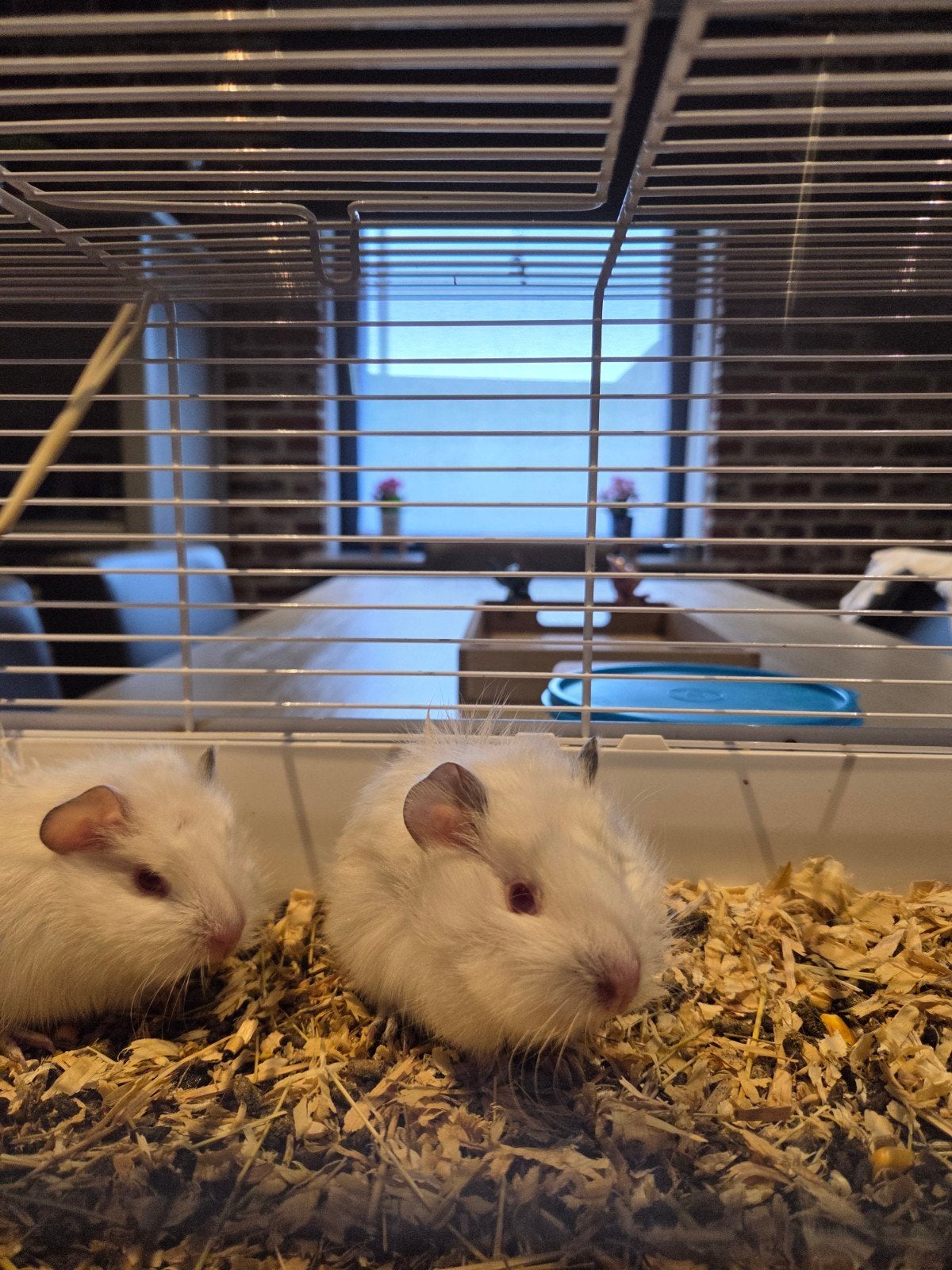 2 cavias 6 weken oud, Animaux & Accessoires, Rongeurs, Juin, Sexe inconnu, Cobaye