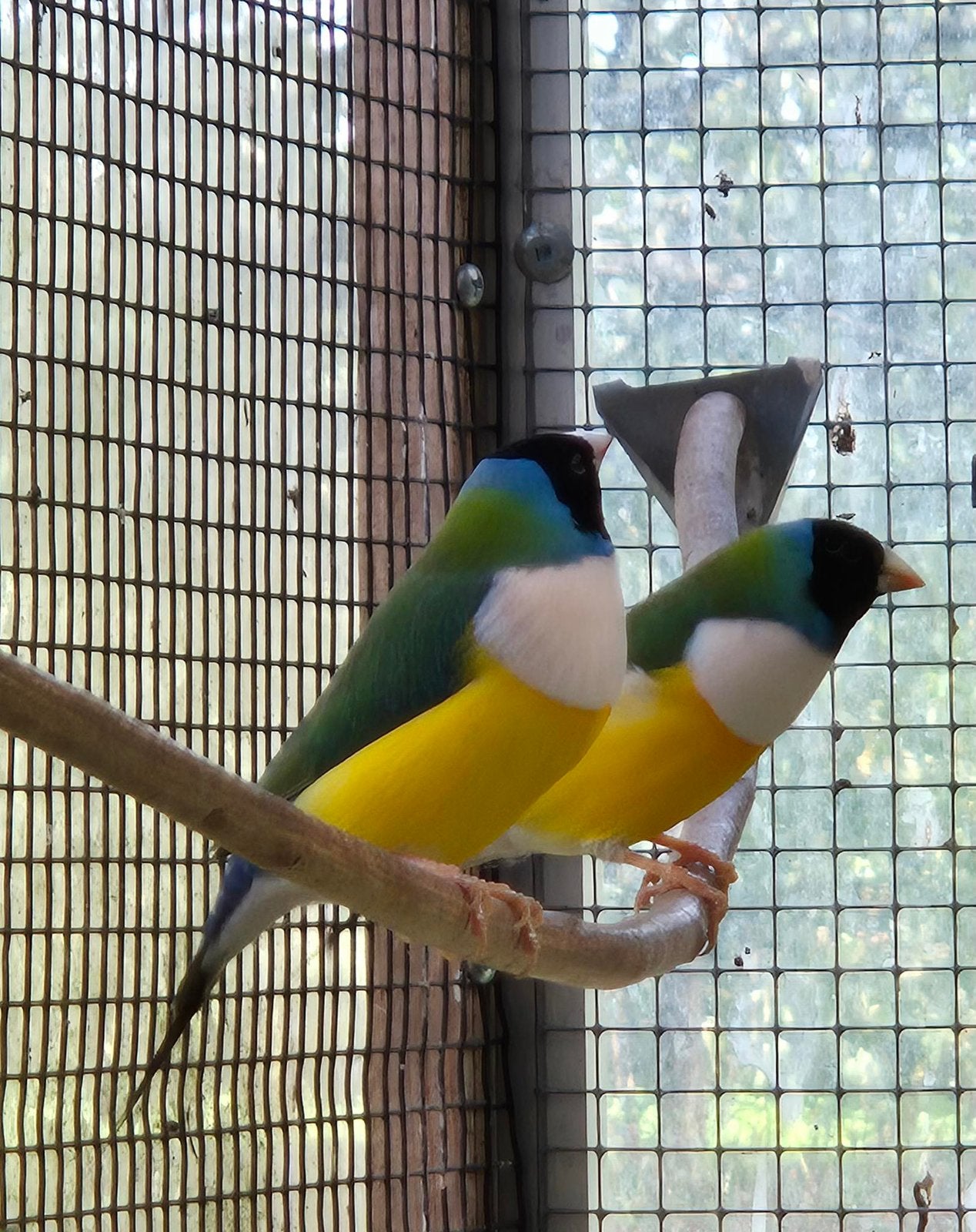 Te koop mannelijke Gouldamadine, Dieren en Toebehoren, Mannelijk, Tropenvogel, Geringd