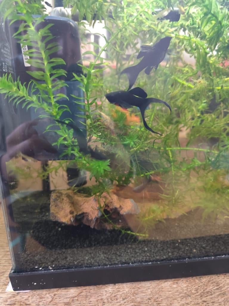 Black Molly babys, Dieren en Toebehoren, Vissen | Aquariumvissen, Vis, Zoetwatervis, Schoolvis
