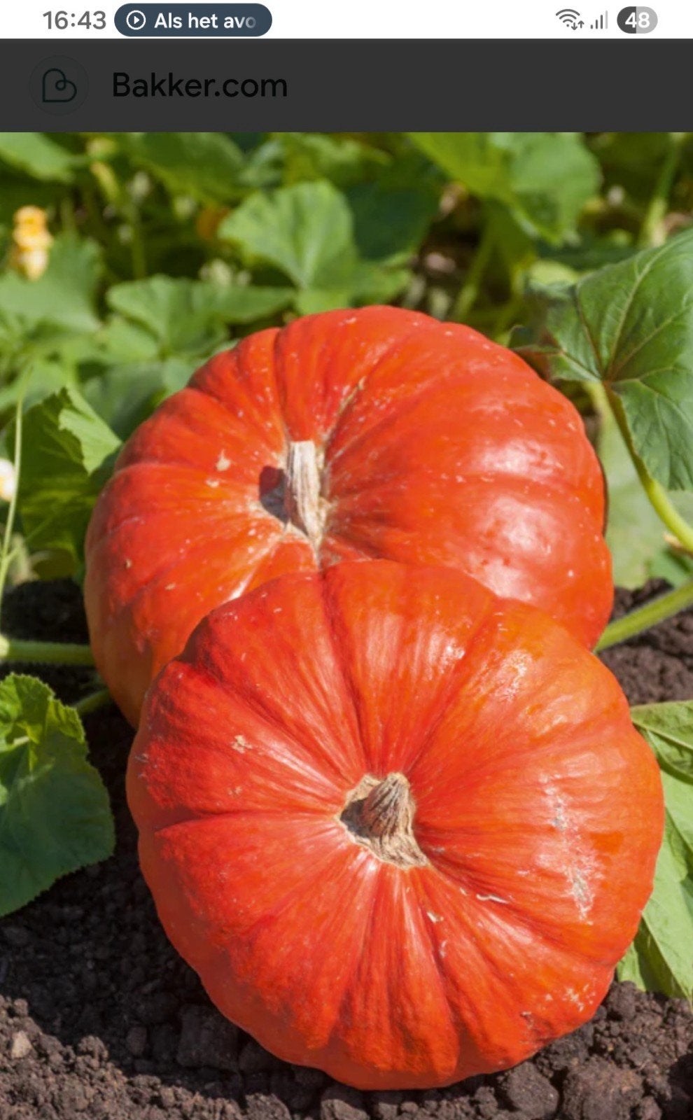 Pompoenen, Jardin & Terrasse, Bulbes & Semences, Enlèvement