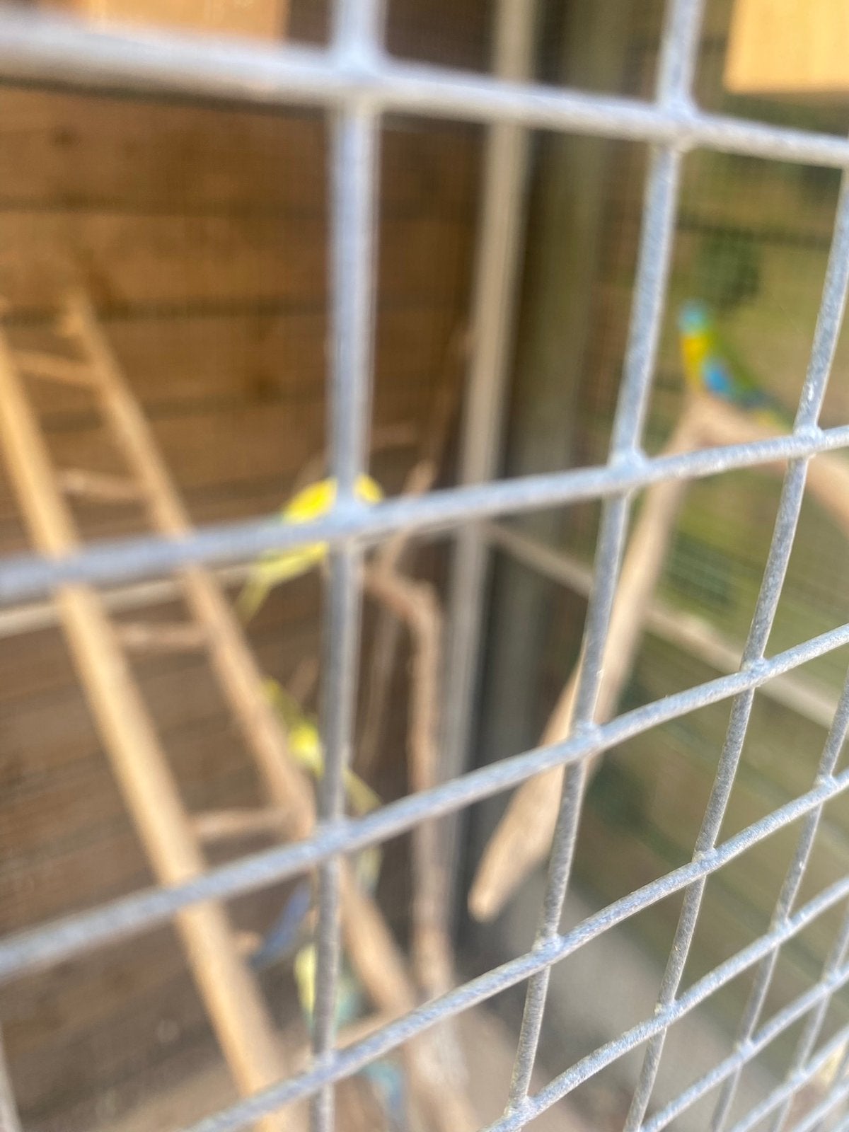 Turqasiene, Dieren en Toebehoren, Vogels | Parkieten en Papegaaien