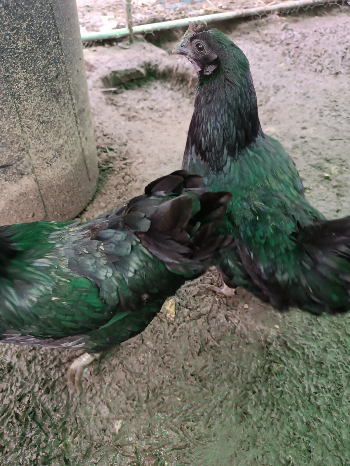 broedeieren ayam cemani, Animaux & Accessoires, Volatiles, Sexe inconnu, Poule ou poulet