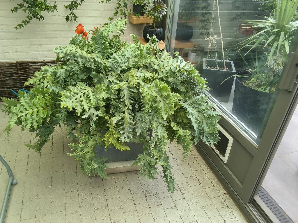 Grote blauwvaren + bloempot 50x50 + zware plantenkar, Ophalen, In pot