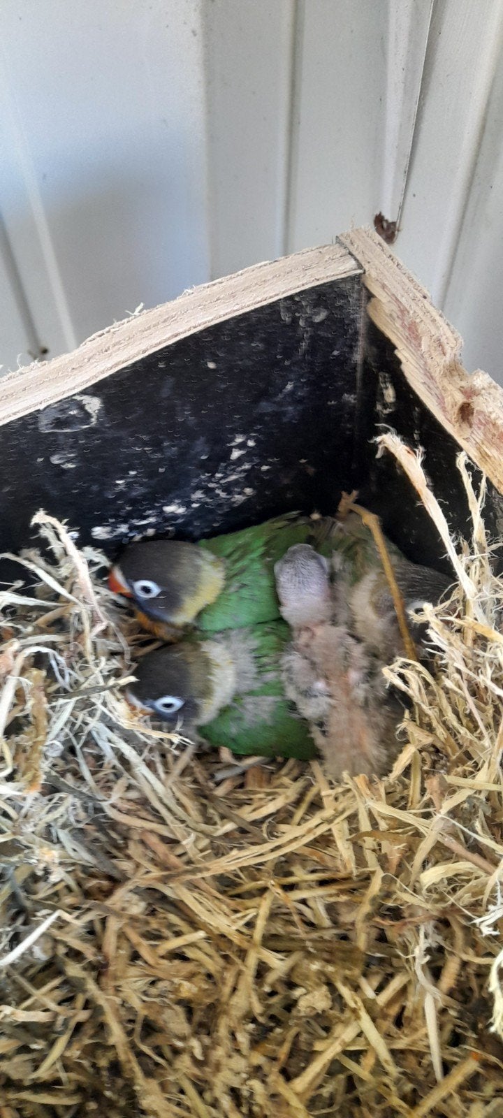 personatas, Dieren en Toebehoren