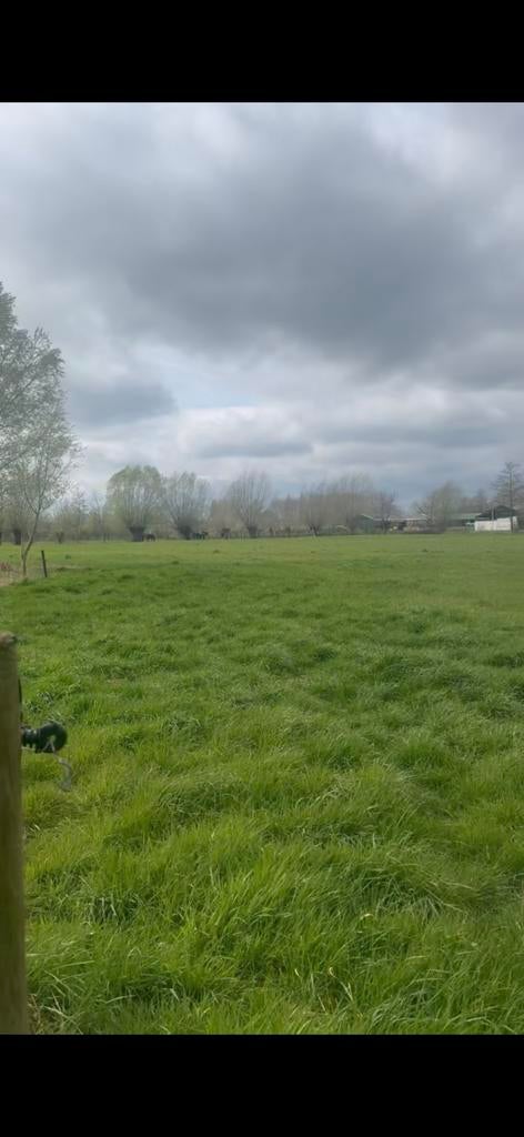 Weide maatje gezocht, Weidegang, 2 of 3 paarden of pony's