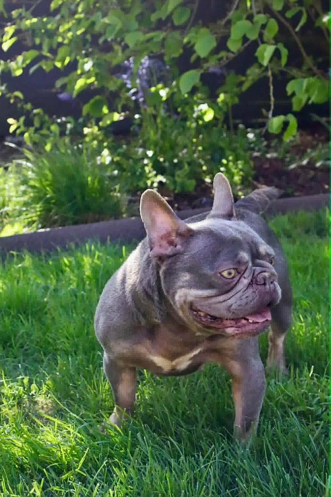 Franse buldog, Dieren en Toebehoren, België, Fokker | Hobbymatig, Teef, Eén hond