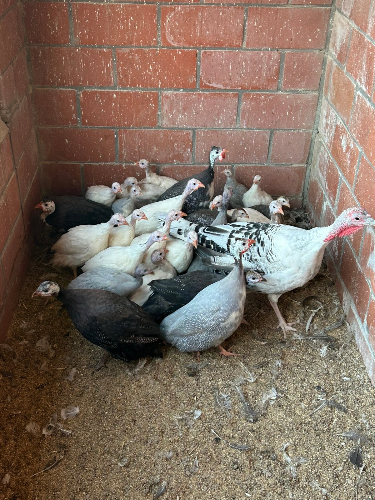 Parelhoenders wit, bont en lavendel bont, Dieren en Toebehoren, Meerdere dieren, Overige soorten