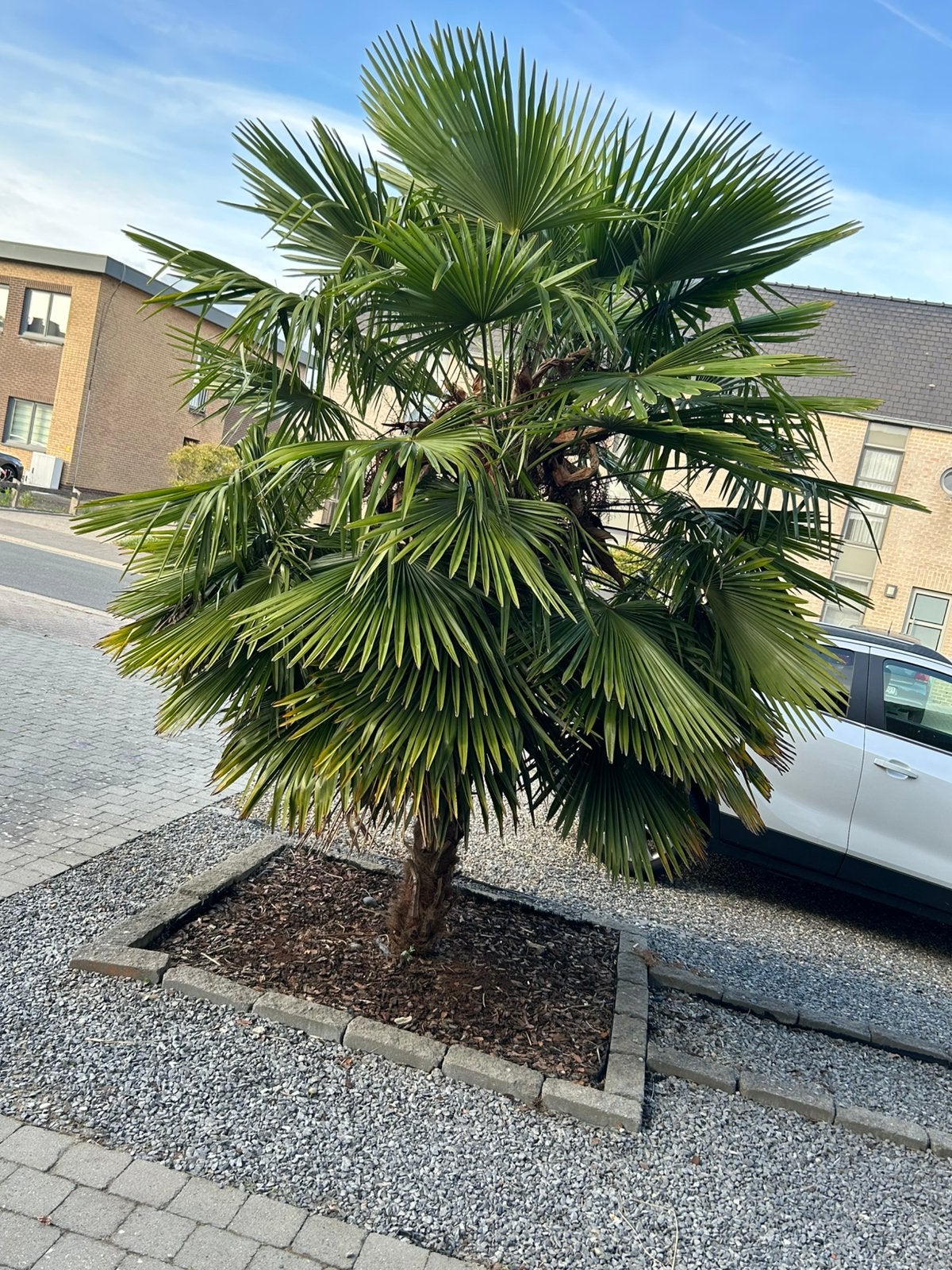 Mooie palmbomen te koop, Ophalen, Palmboom, 250 tot 400 cm