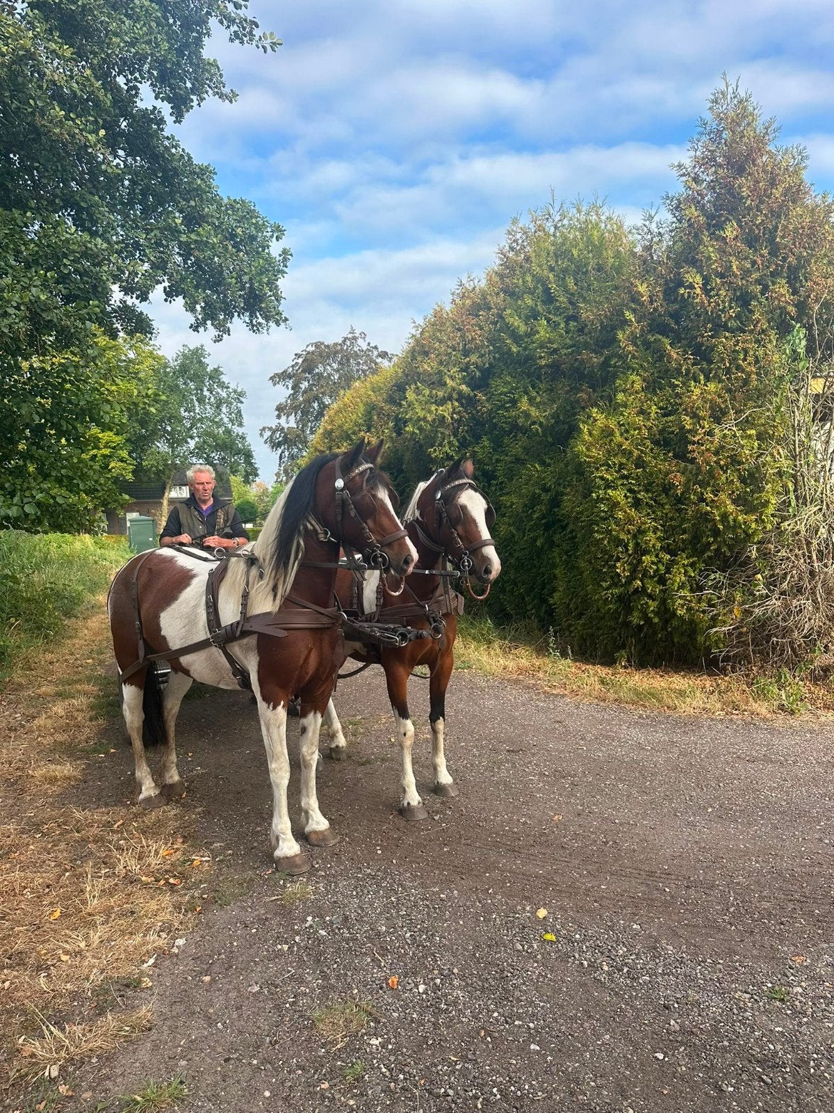 pony 2-span tweespan bonte pony,s mennen aangespannen merrie, Dieren en Toebehoren, Merrie, Niet van toepassing, 3 tot 6 jaar