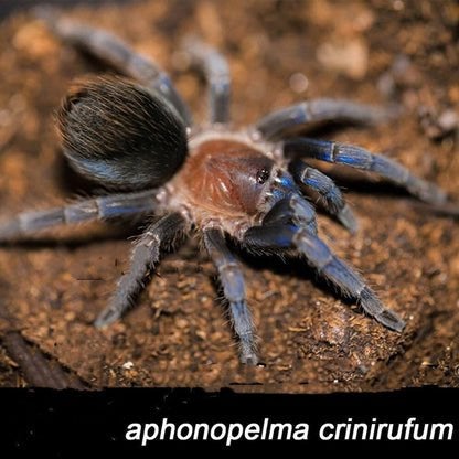 Aphonopelma crinirufum tarantula vogelspin sling, Animaux & Accessoires, Insectes & Araignées, Araignée ou Scorpion