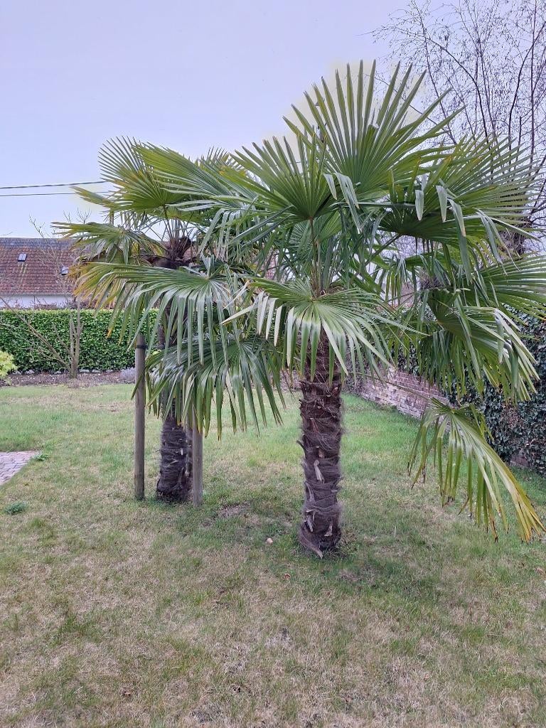 Palmbomen, Tuin en Terras, Planten | Bomen, Ophalen, Volle zon, Palmboom, 250 tot 400 cm