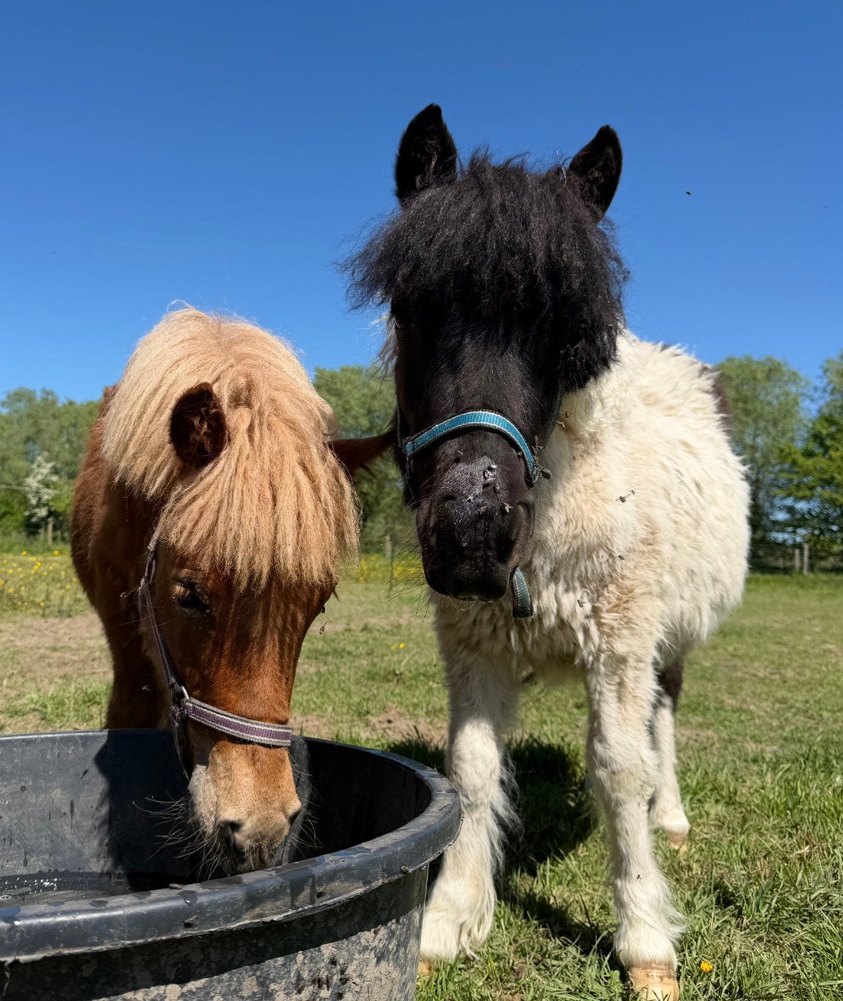 2 shetland, Animaux & Accessoires, Chevaux & Poneys | Autres trucs de cheval, Enlèvement
