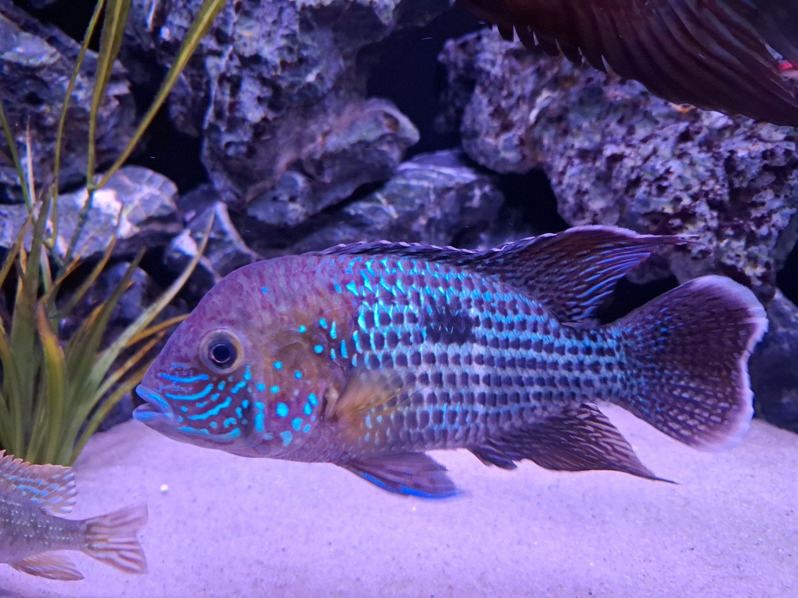aquidens rivulatus - Green terror white saum, Dieren en Toebehoren, Vissen | Aquariumvissen, Vis, Zoetwatervis