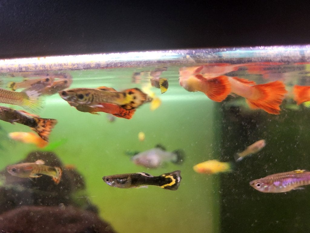 Guppies, Poisson, Poisson d'eau douce, Banc de poissons