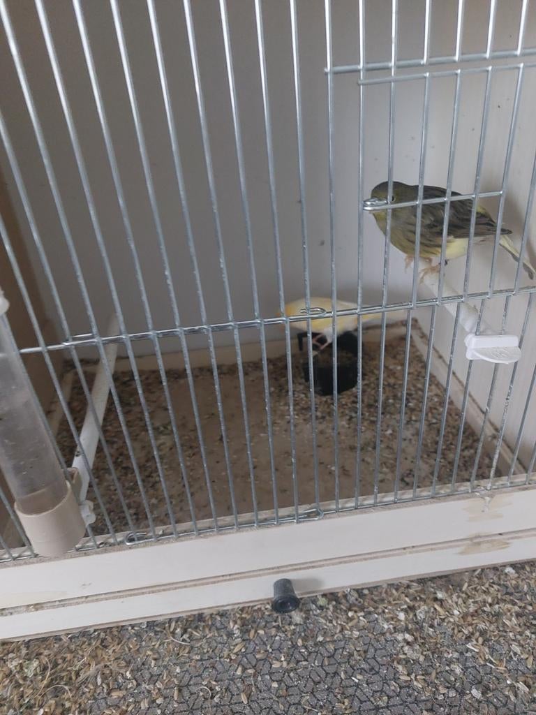 Kanaries, Dieren en Toebehoren, Ophalen