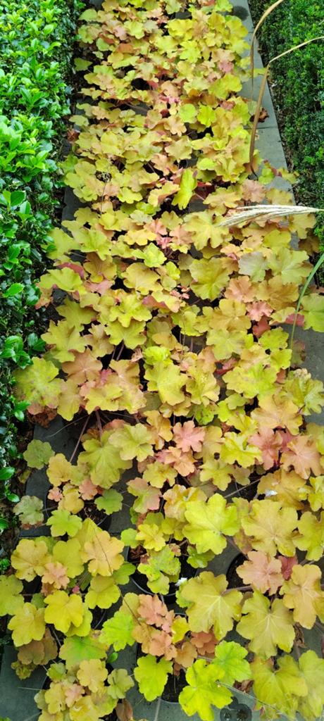 Heuchera caramel, Tuin en Terras, Ophalen