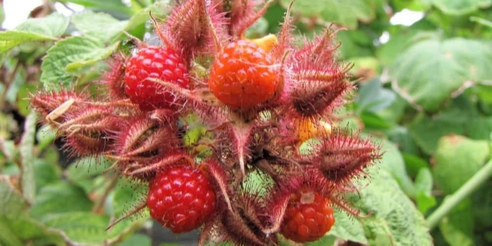 Japanse Wijnbes, Ophalen, Volle zon, Vaste plant, Zomer