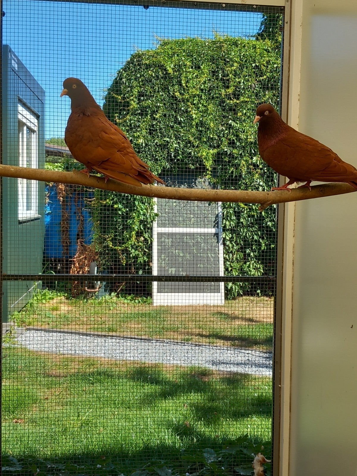 Belgische tuimelaars, Dieren en Toebehoren