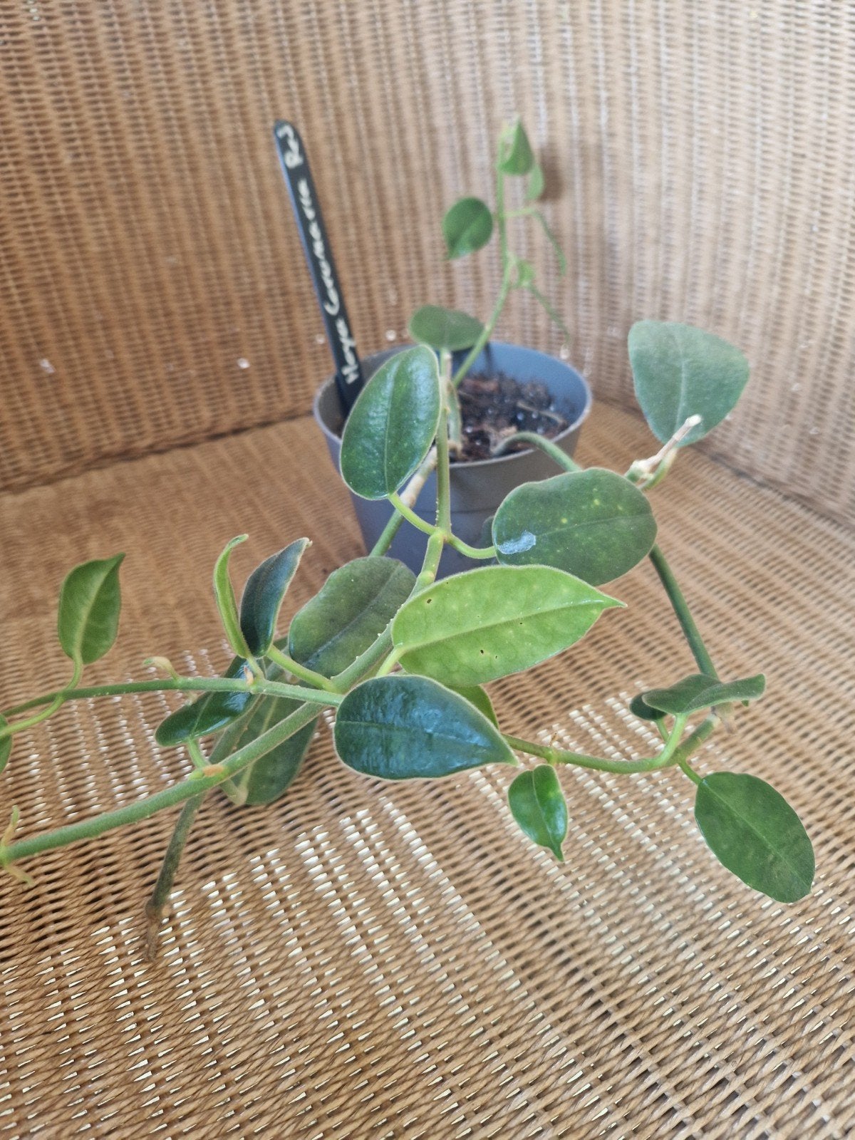 Hoya coronaria red, Huis en Inrichting, Kamerplanten, Ophalen of Verzenden