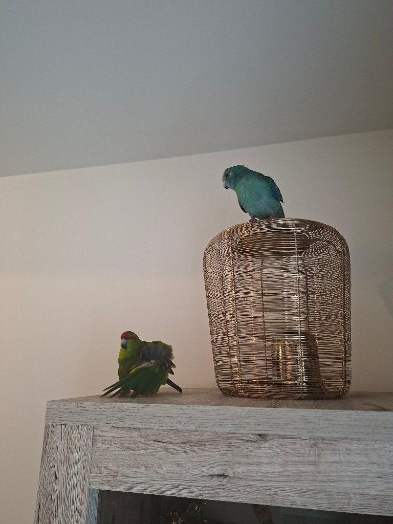 2 Kakariki's, Plusieurs animaux, Perruche
