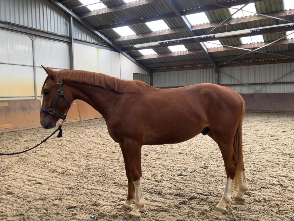 3 jarige spring ruin, Dieren en Toebehoren, Paarden, Springpaard, Met stamboom, Ruin, 3 tot 6 jaar