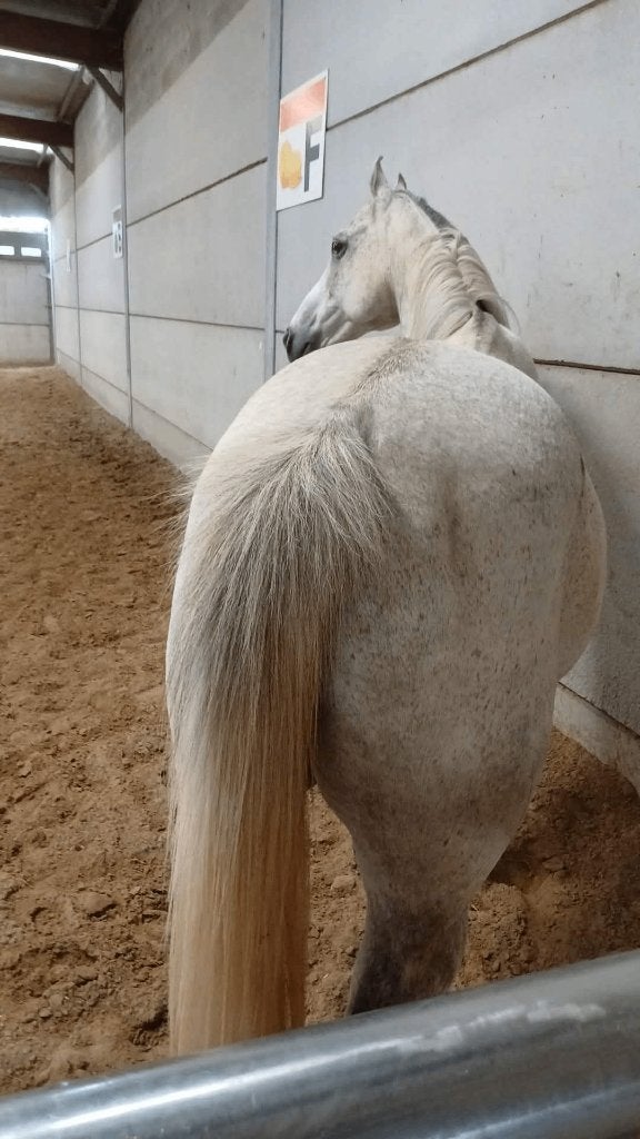 Voor mijn lieve schat zoek ik een al even lief mensje., Dieren en Toebehoren, Minder dan 160 cm, Ruin, 11 jaar of ouder, Recreatiepaard