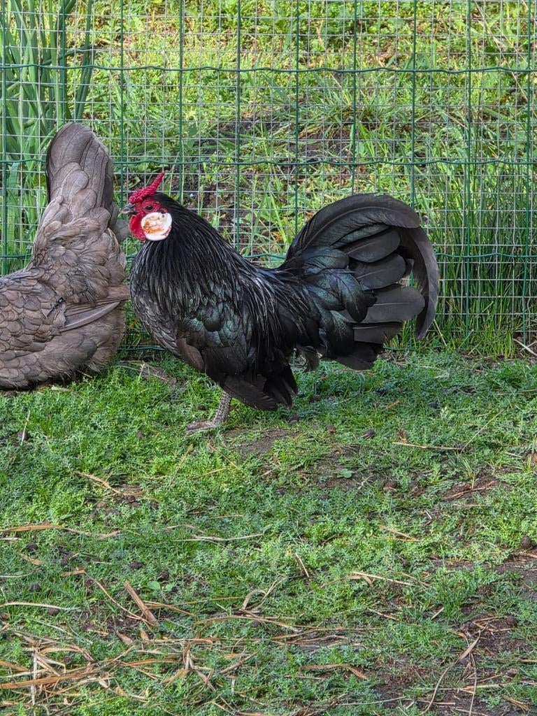 Java kriel haan, Dieren en Toebehoren, Pluimvee