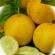plants de concombre 10 variétés de concombres, Annuelle, Été, Enlèvement, Plantes potagères