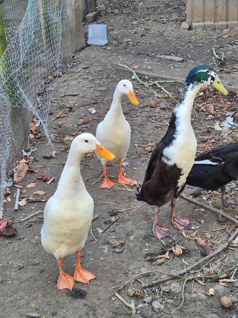 Broedeieren van onze mooie loopeendjes, Dieren en Toebehoren, Pluimvee