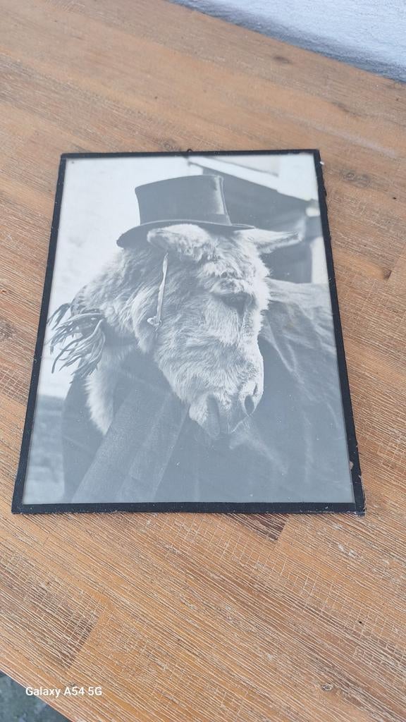 Oude foto ezel met hoed, Ophalen of Verzenden