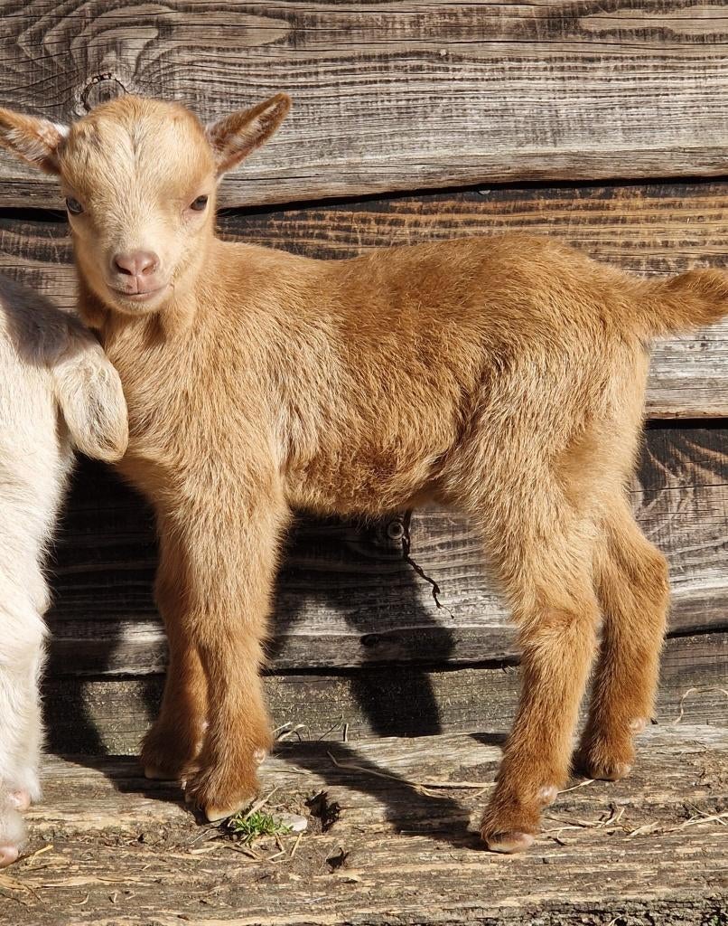 Mooie jonge dwerggeitjes, Plusieurs animaux, Chèvre, 0 à 2 ans