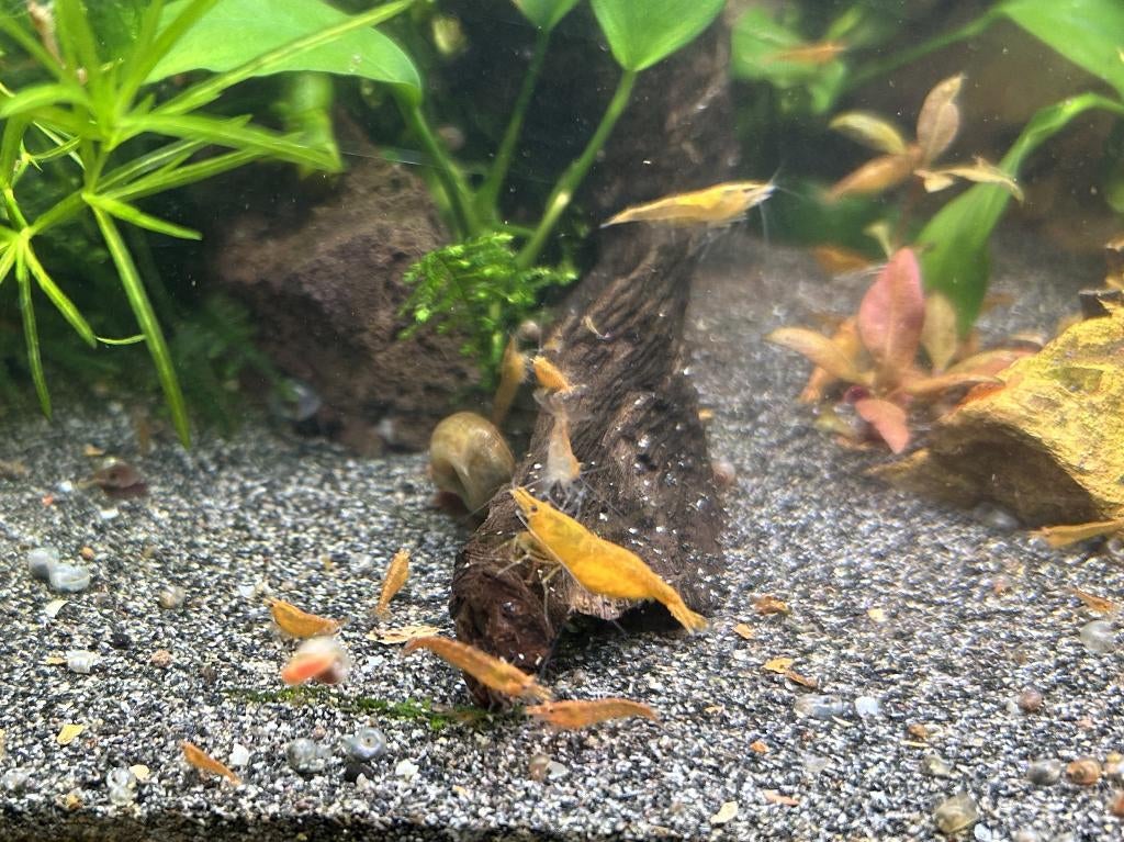 Crevettes à l'orange - Neocaridina davidi - 1 euro, Homard, Crabe ou Crevette, Poisson d'eau douce, Banc de poissons