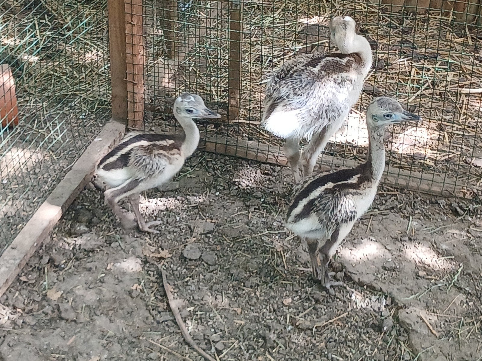 Nandoe kuikens, Dieren en Toebehoren, Pluimvee