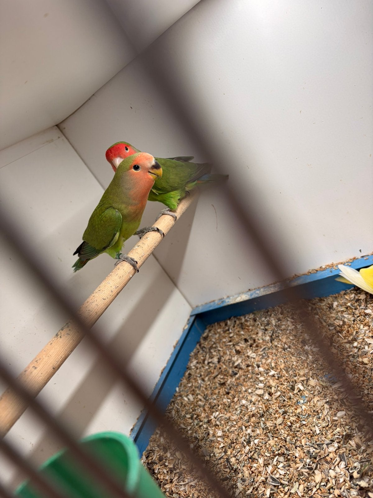dwergpapegaai te koop, Sexe inconnu, Perroquet nain ou Inséparable, Bagué
