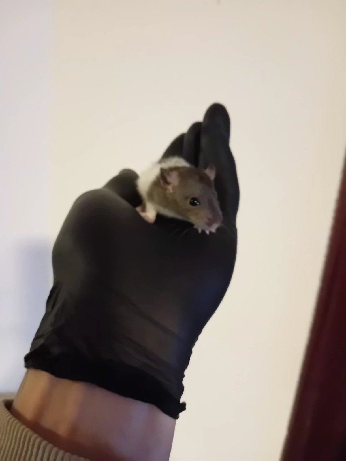 jonge ratjes  normaal en naakt ratten, Dieren en Toebehoren, Rat, Meerdere dieren, Tam, September