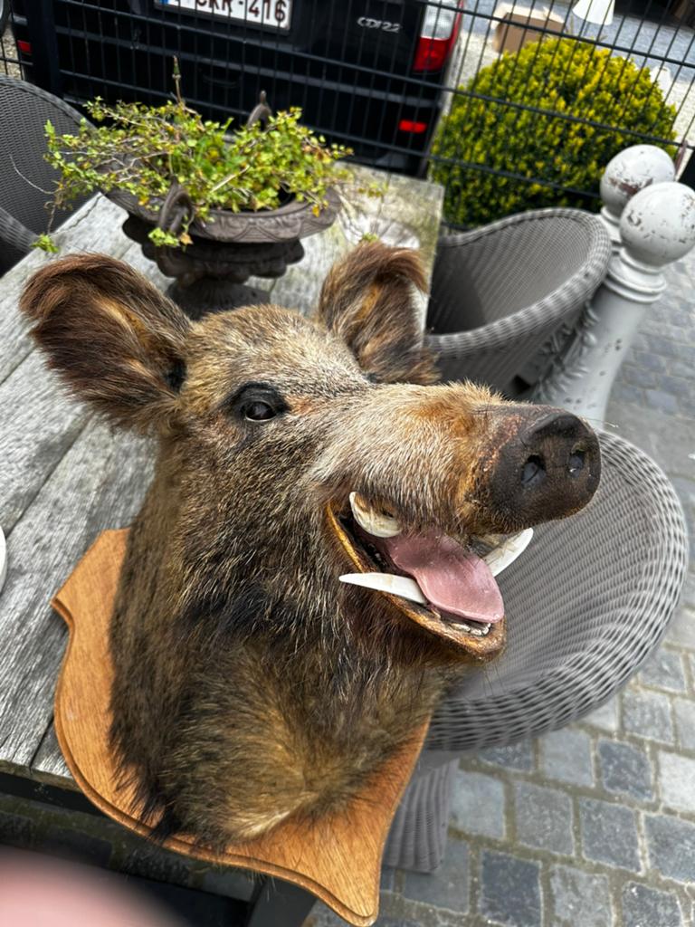 Groot everzwijn kop opgezette, Enlèvement