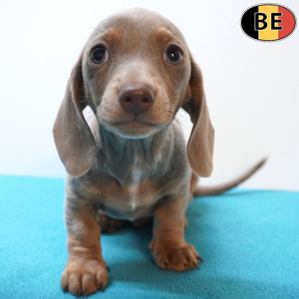 Teckel Korthaar, Lilac Tan & Choco Tan - Belgische pups, Dieren en Toebehoren, België, Handelaar, CDV (hondenziekte), 8 tot 15 weken