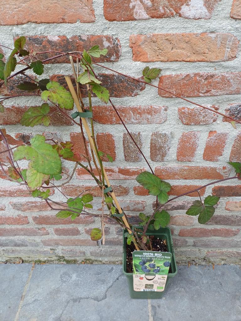 Rubus black satin, Tuin en Terras, Ophalen
