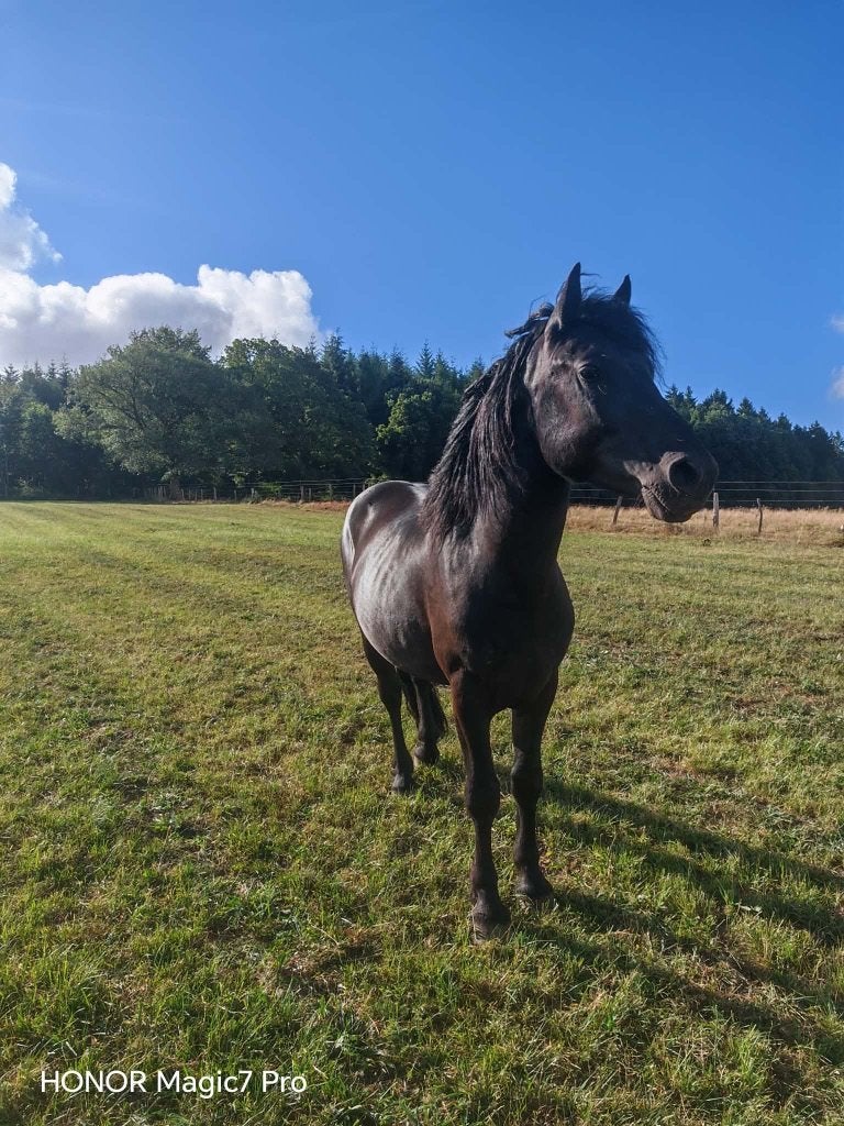 Entier Mérens PP, Animaux & Accessoires, Chevaux & Poneys | Autres trucs de cheval, Enlèvement, Comme neuf, Autres disciplines