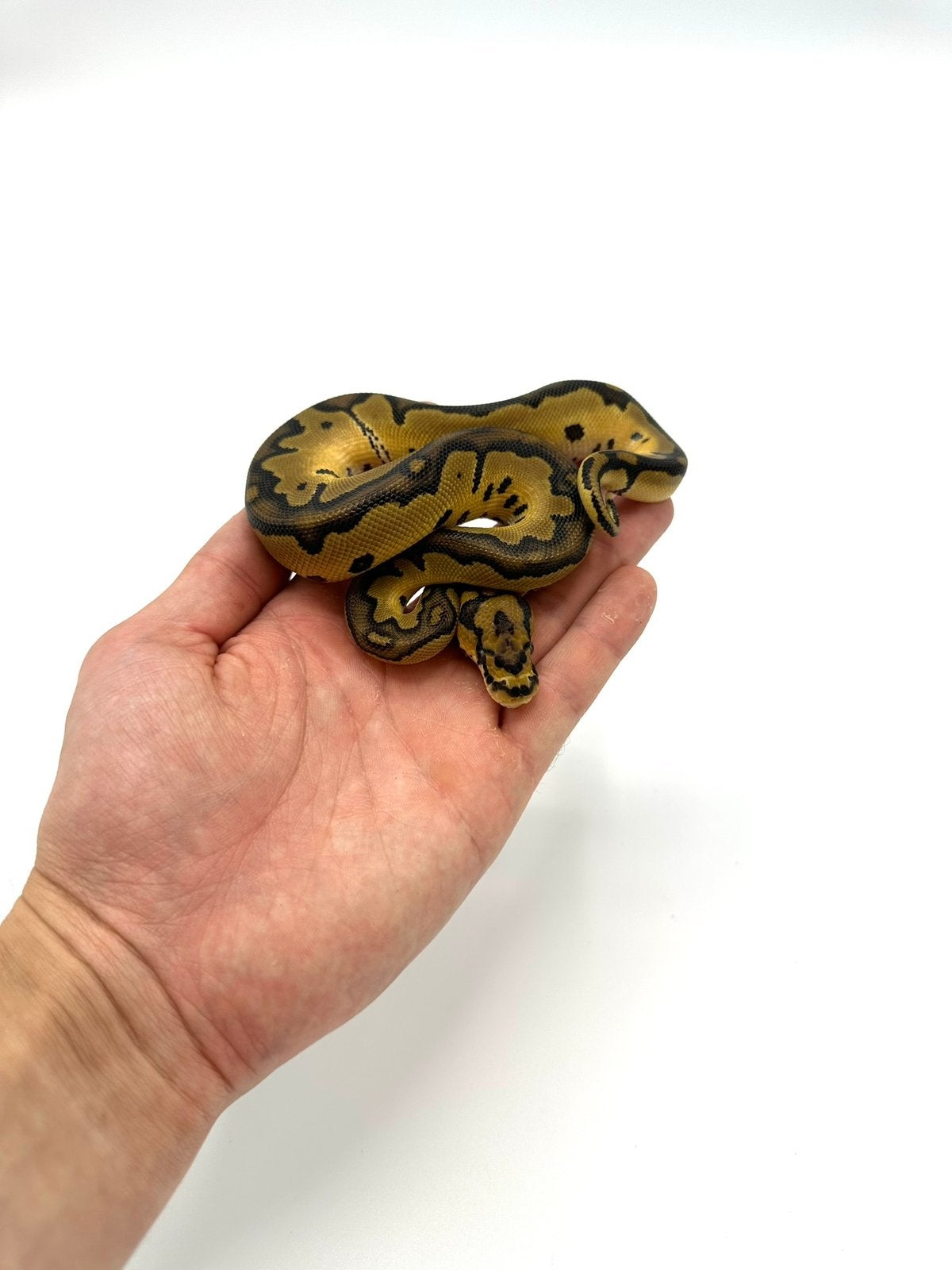 Diverse Python regius - koningspythons Ball Python photo 15