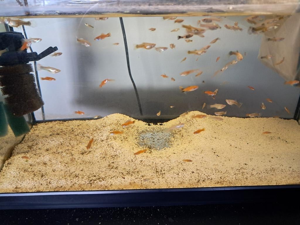 Jonge guppy vrouwkes, Enlèvement