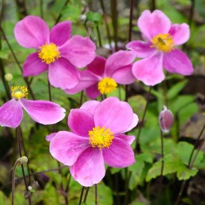 7 anemone   bowles   pink    in 1,5 liter pot, Tuin en Terras, Ophalen, Vaste plant