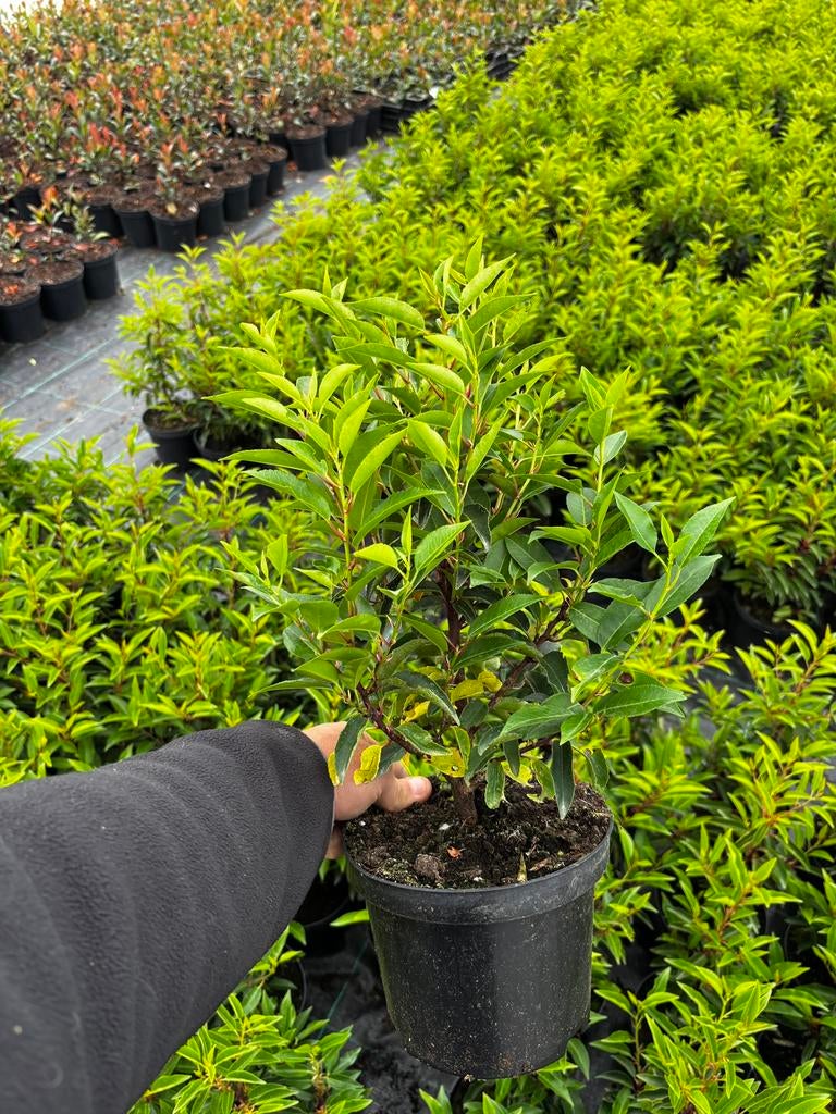 Prunus Lusitanica Angustifolia – Portugese Laurier, Tuin en Terras, Ophalen, Laurier, Haag