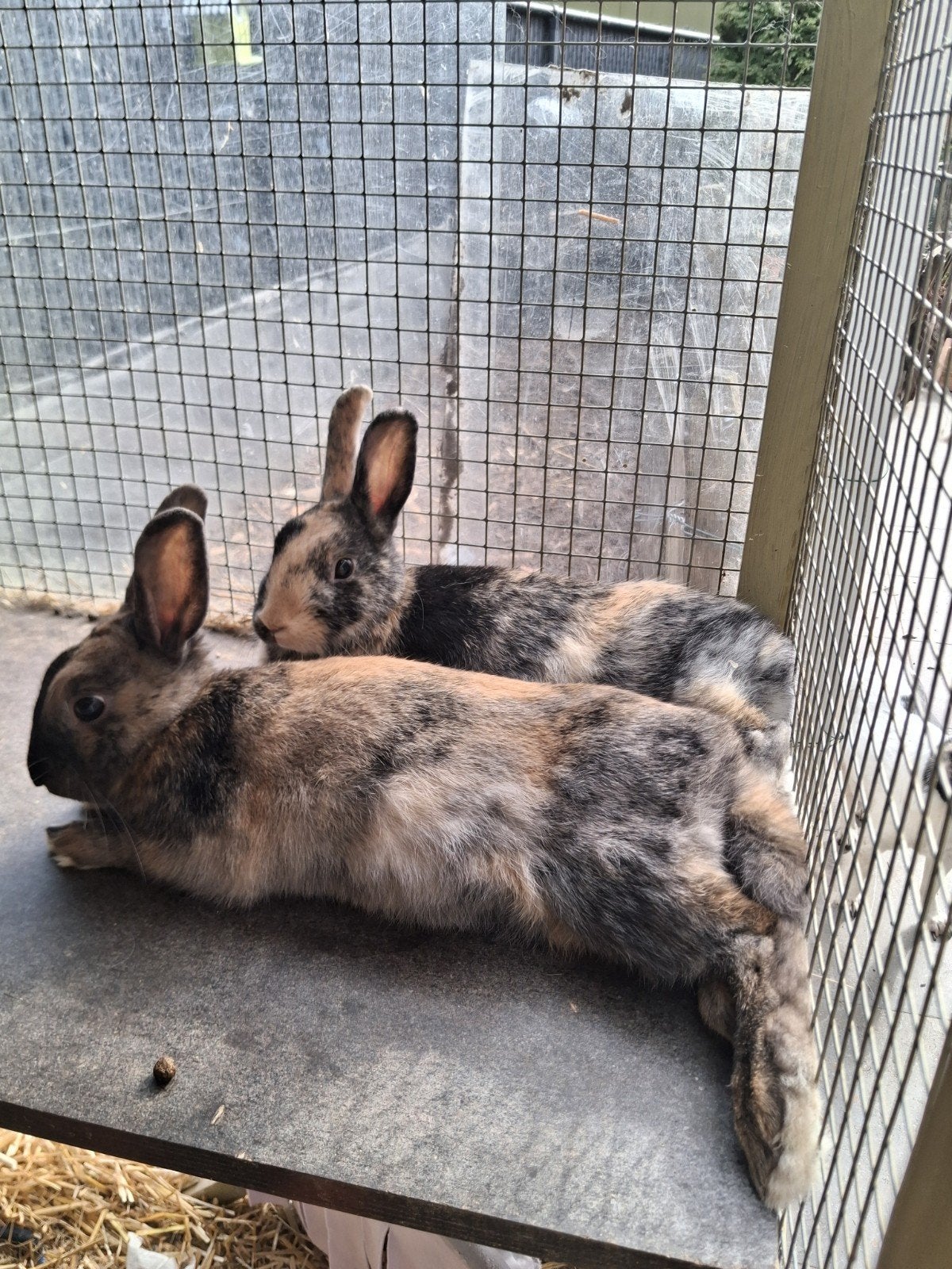 2 meisjes konijnen te koop, Dieren en Toebehoren, Konijnen, Vrouwelijk, 0 tot 2 jaar