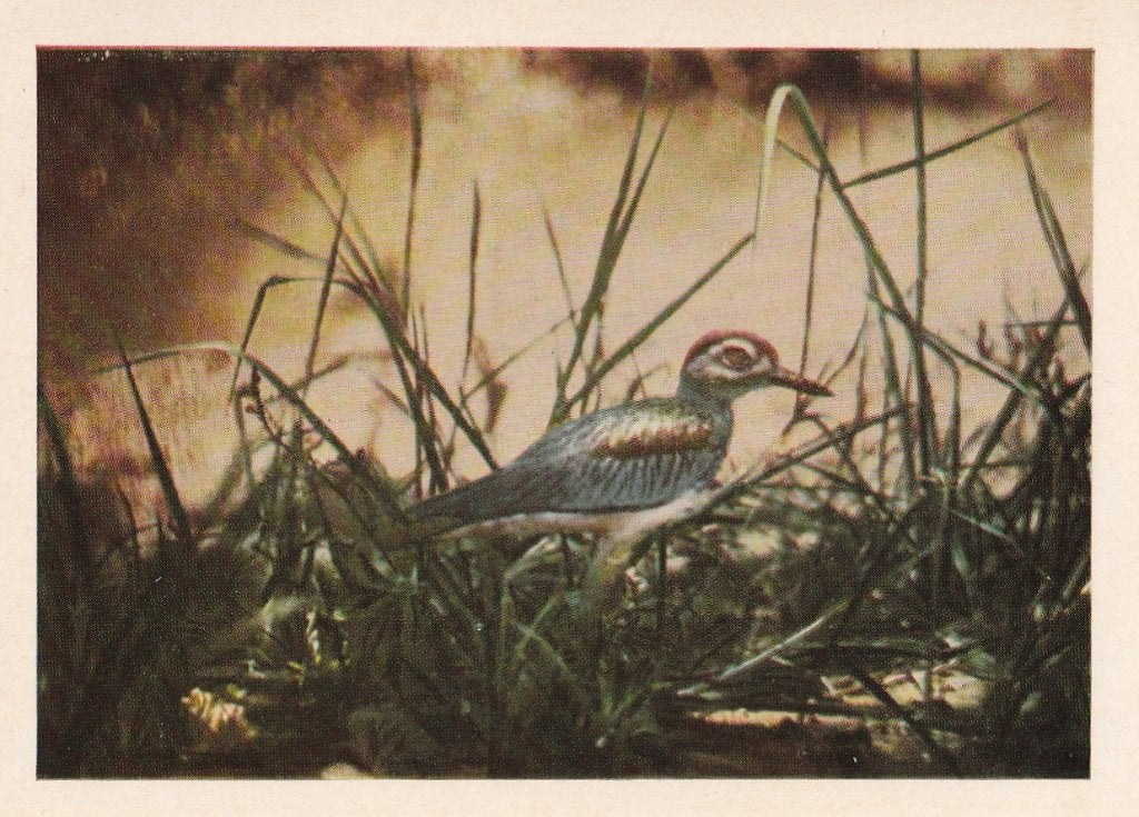CHROMO  Senegaalse Griel, Collections, Enlèvement ou Envoi, Comme neuf, Animal, Gravure