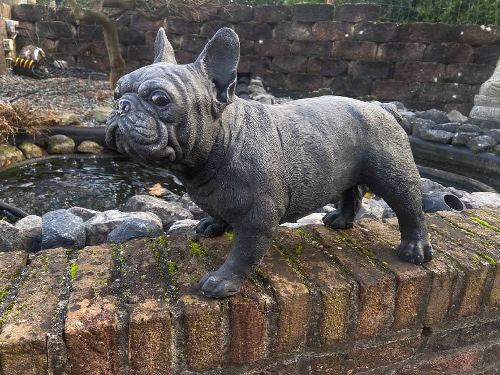 Franse Bulldog , lengte 45cm, Tuin en Terras, Ophalen, Nieuw, Beton, Dierenbeeld